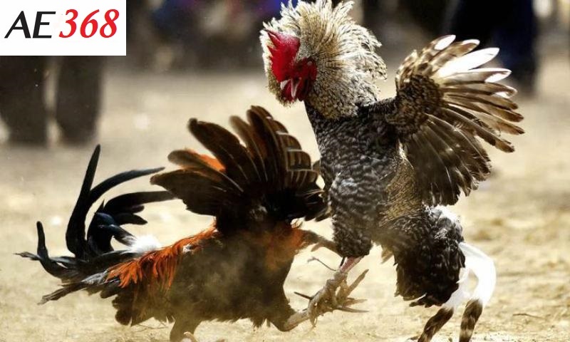 Đá gà trực tiếp Ae368 là gì?