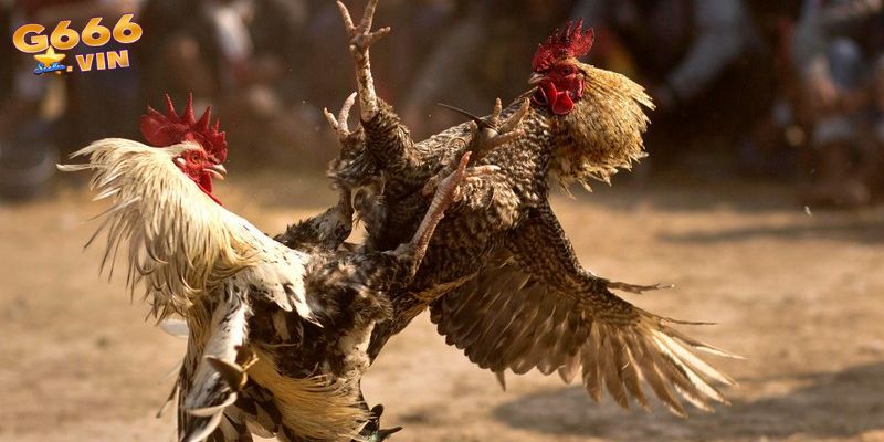 Giới thiệu đôi nét về đá gà G66