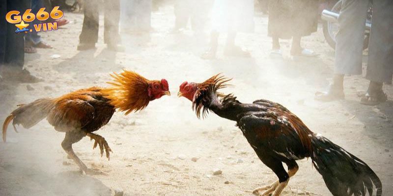 Chơi đá gà cựa dao - so tài kinh điển