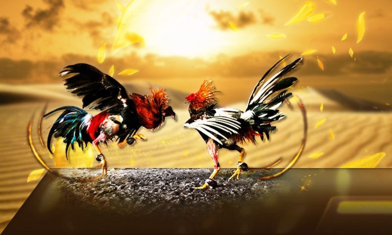 Kinh nghiệm cược đá gà Ae368