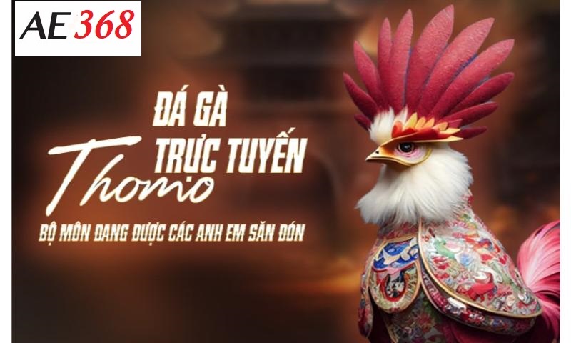 Đá gà thomo Ae368 cuồng nhiệt.