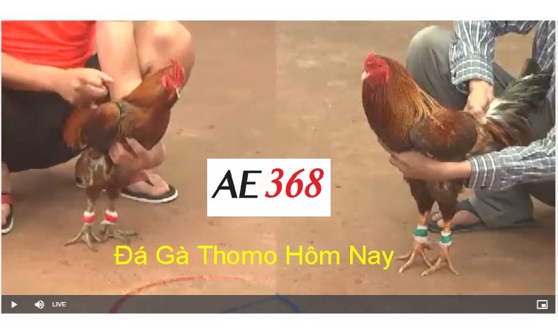 Kinh nghiệm cá cược đá gà thomo Ae368 hiệu quả.