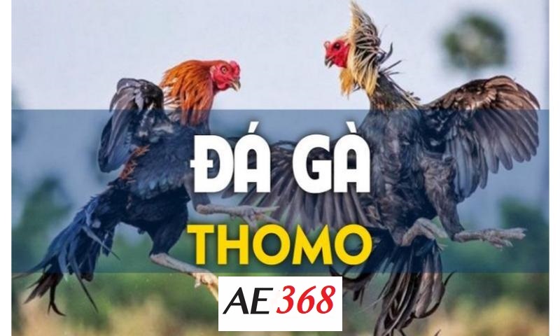 Đá gà thomo Ae368